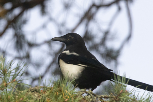 Eurasian Magpie