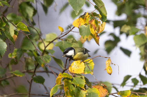 Great Tit