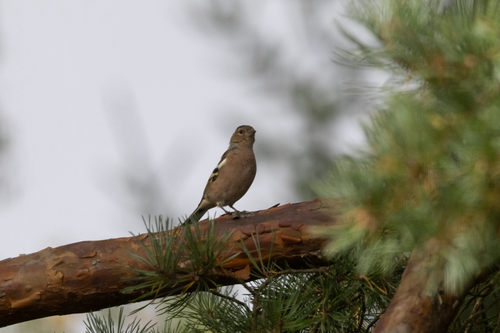 Common Chaffinch