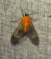 Cosmosoma achemon