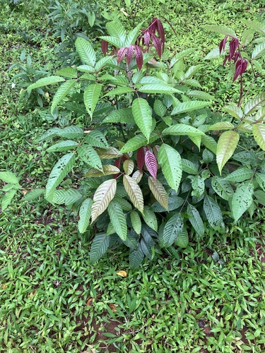 Leea indica observed 2026-09-22