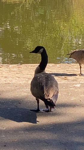 Canada Goose