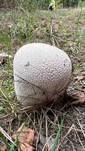 Mosaic puffball