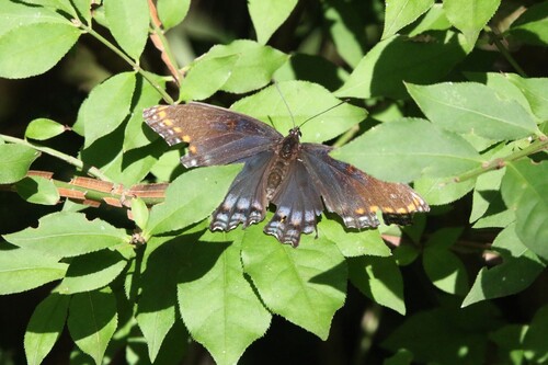 Red-spotted Admiral