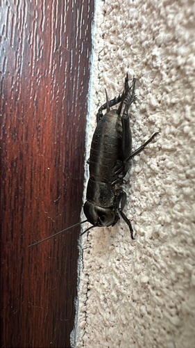 European Field Cricket