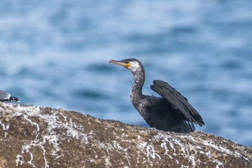 Japanese Cormorant
