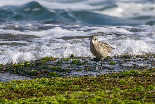 Black-bellied Plover