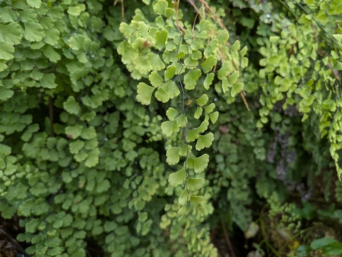 black maidenhair fern