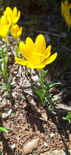 Winter Daffodil