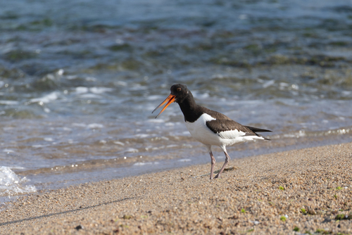 Eurasian Oystercatcher