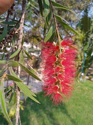 weeping bottlebrush