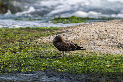 Black-tailed Gull