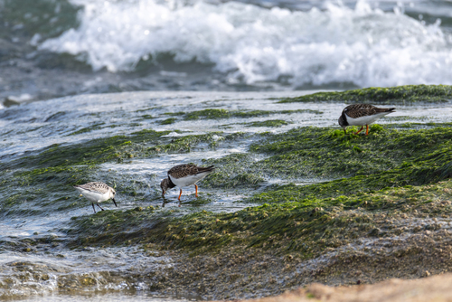 Ruddy Turnstone