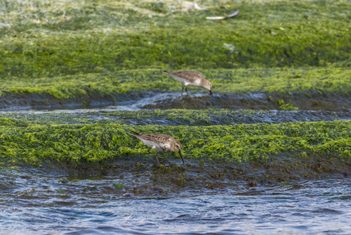Dunlin