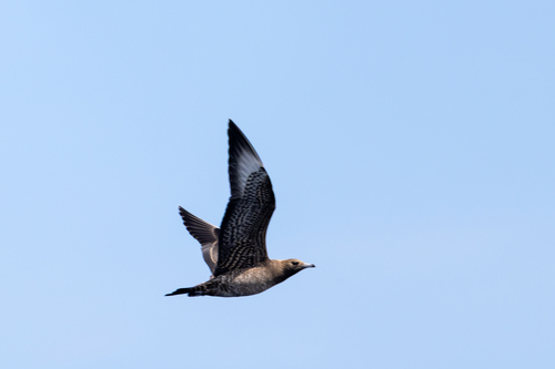 Parasitic Jaeger