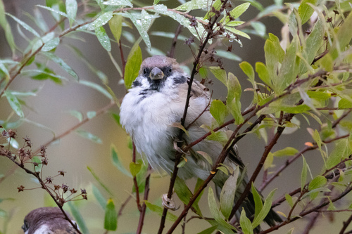 Eurasian Tree Sparrow