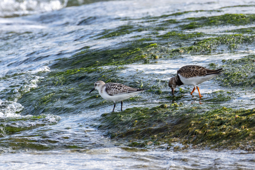 Sanderling