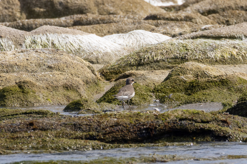 Siberian Sand-Plover
