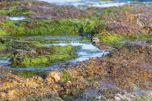 Red-necked Stint