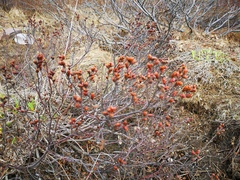 Myrica gale tomentosa