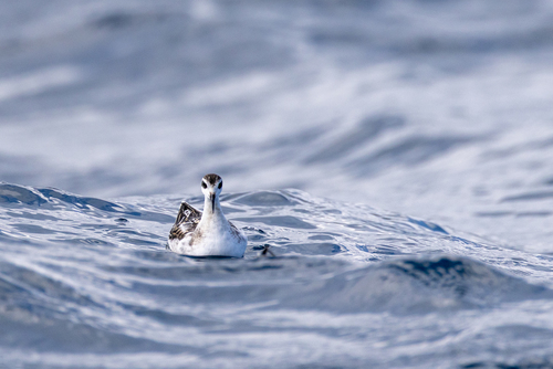 Red-necked Phalarope