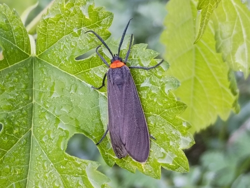 Yellow-collared Scape Moth