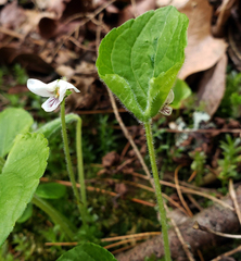 Viola renifolia