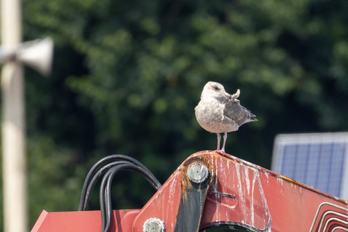Slaty-backed Gull