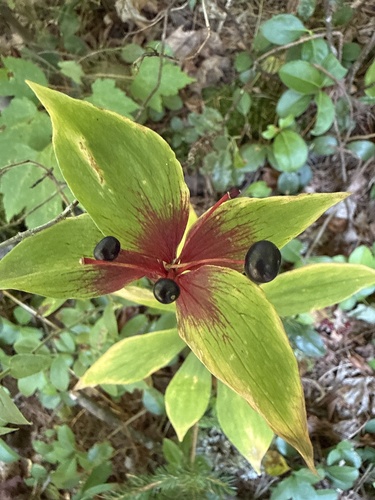 Cucumber Root