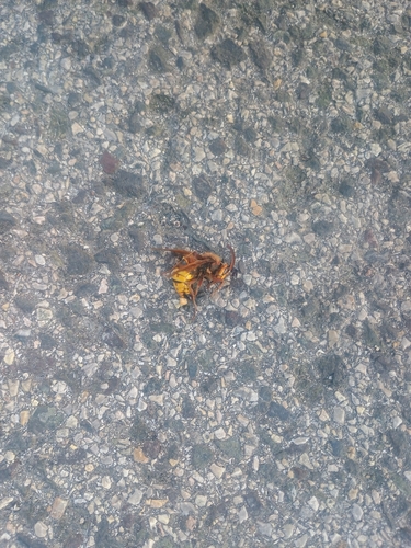 European Hornet