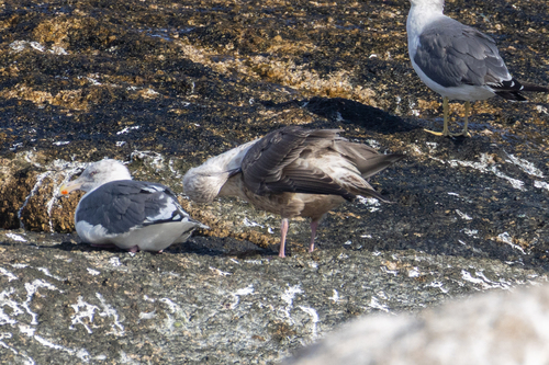 Slaty-backed Gull