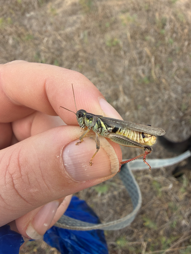Red-legged Grasshopper