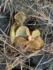 Buchwaldoboletus