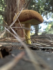 Buchwaldoboletus