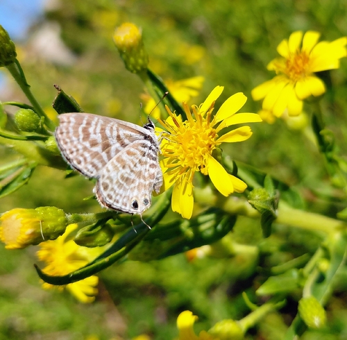 Lang's Short-tailed Blue