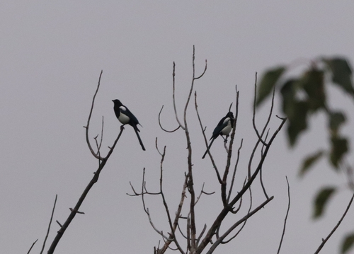 Black-rumped Magpie