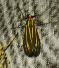 Ctenucha venosa