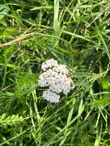 common yarrow