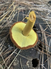 Buchwaldoboletus