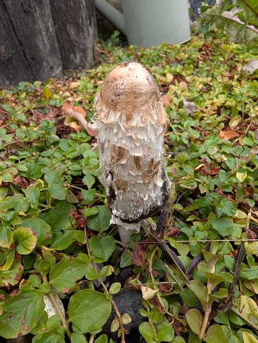 Shaggy Mane