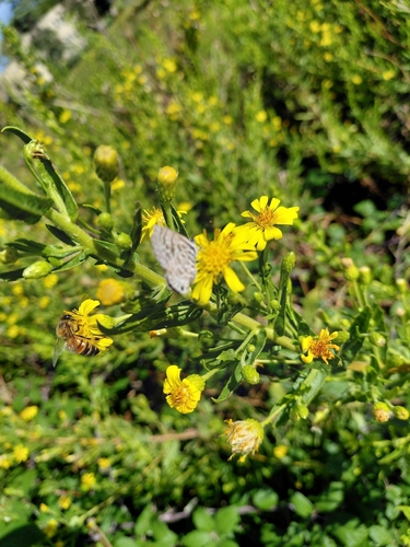 Dittrichia viscosa, photograph 4