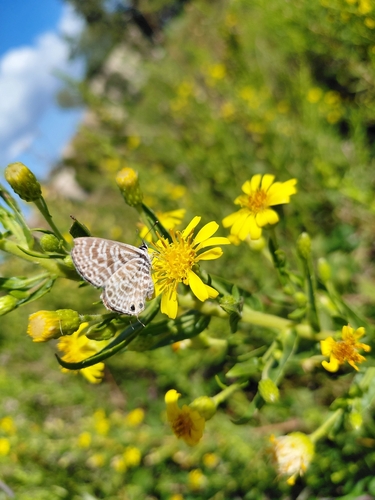 Dittrichia viscosa, photograph 5