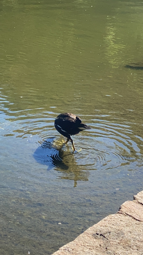 Eurasian Moorhen