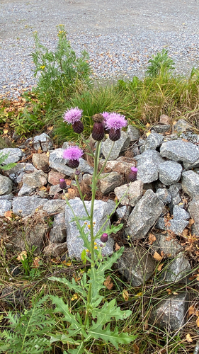 creeping thistle