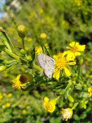 Dittrichia viscosa, photograph (c) Gianni Del Bufalo bygdb, some rights reserved (CC BY)