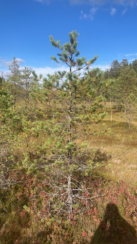Scots pine