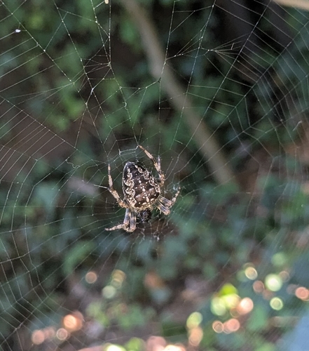 Cross Orbweaver