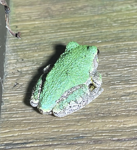 Gray Treefrog Species Complex