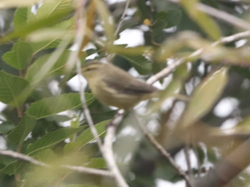 Tickell's Leaf Warbler