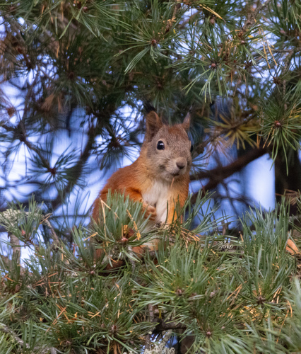 Eurasian Red Squirrel